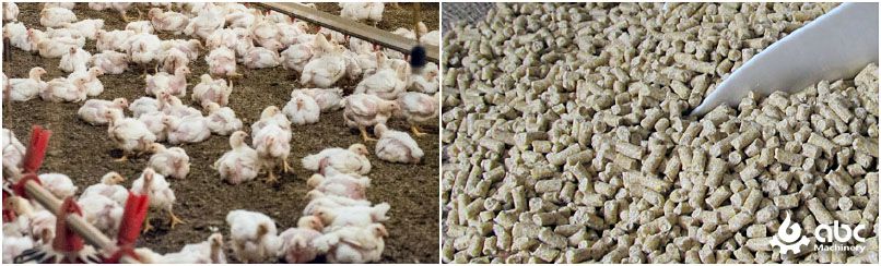 make feed pellets for grower chicken