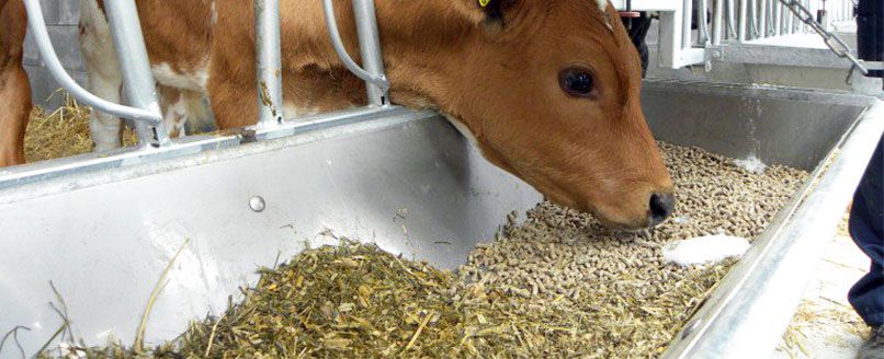 make complete feed pellets for your cattle